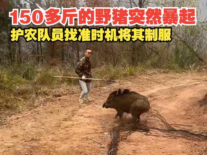 夢見野豬