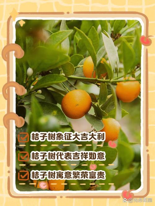 桔子的寓意