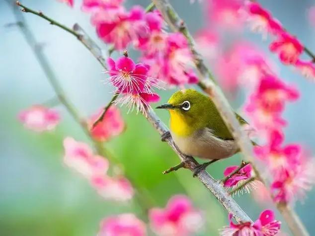 鳥語(yǔ)花香代表何事生肖