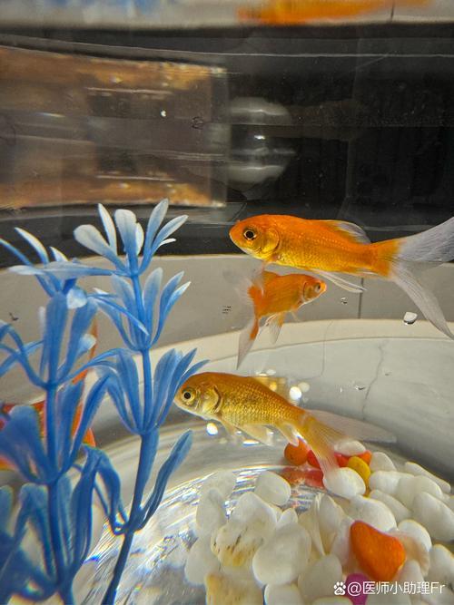 孕婦夢見金魚