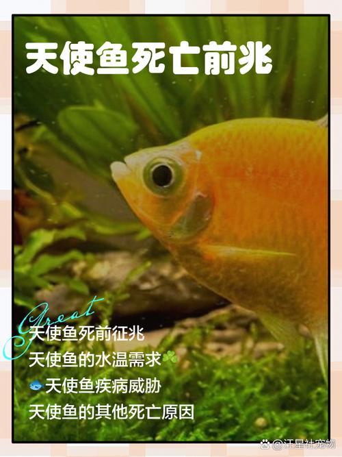 女人夢見魚和水