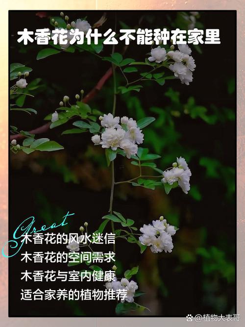 木香花為何事不能種