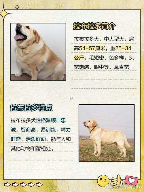 寵物狗拉布拉多狗起名