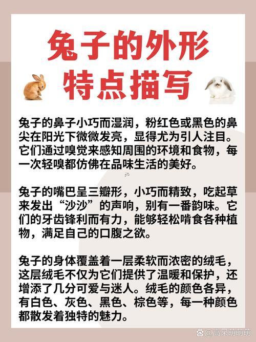 兔子的來歷