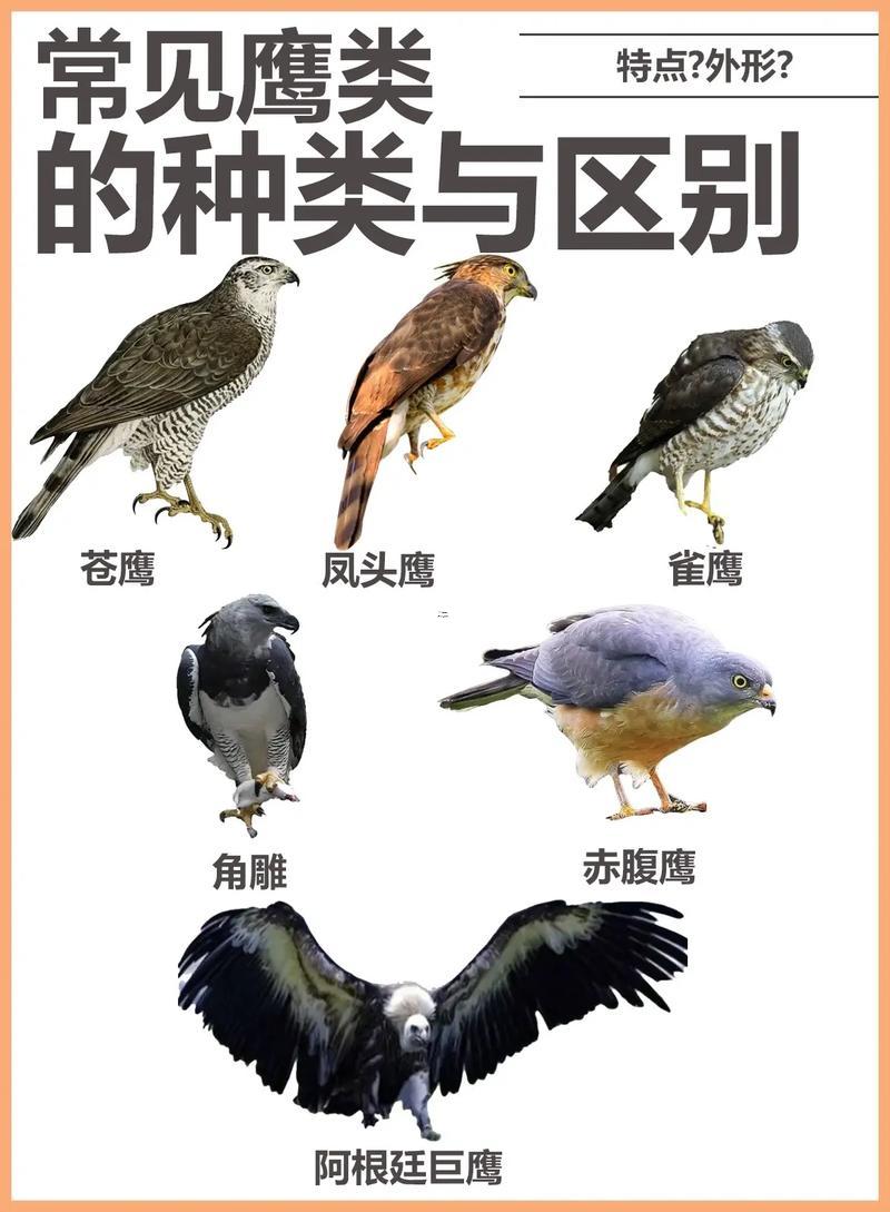 鷹的眼睛