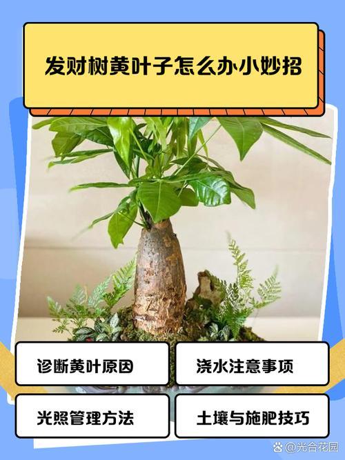 招財(cái)樹的養(yǎng)殖方法