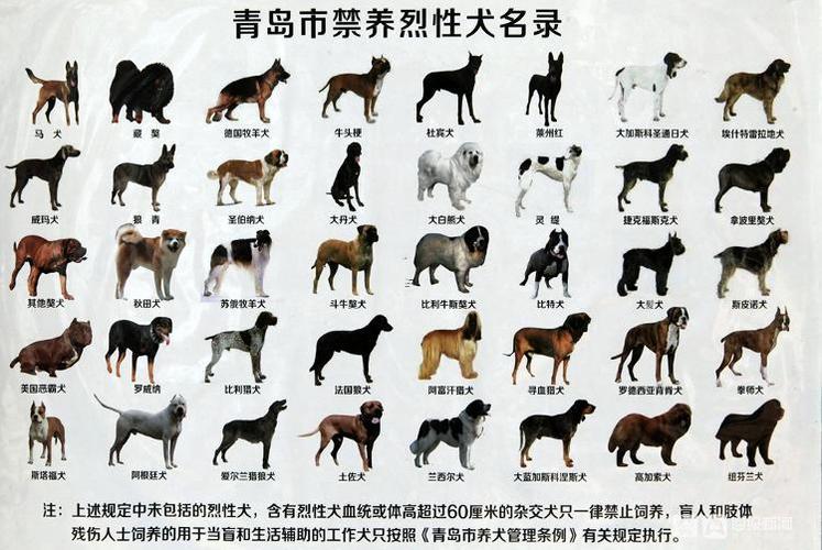 獨(dú)一無二的狗狗名字