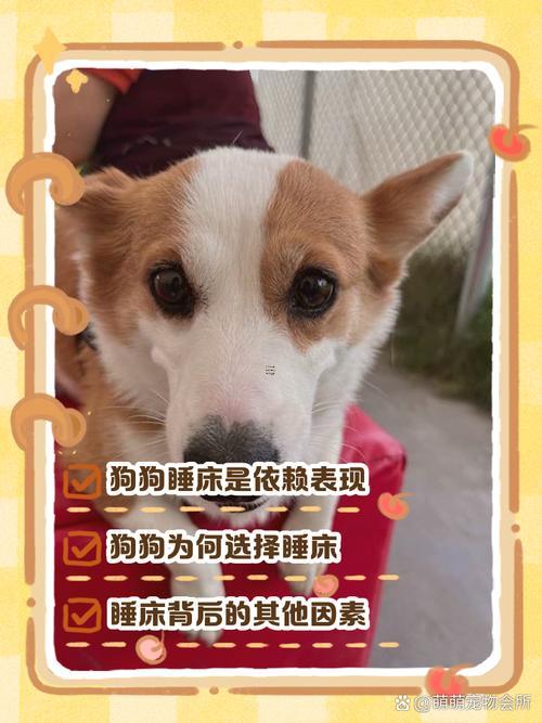 做夢夢見小狗
