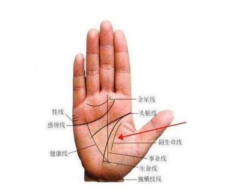 掌紋怎么看