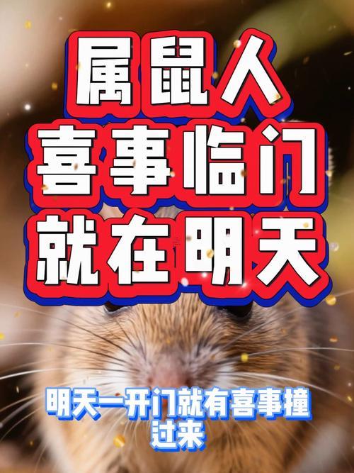 屬鼠2026年6月提車