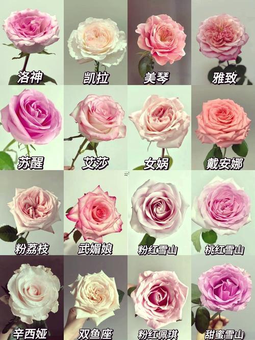 一月到十二月的花