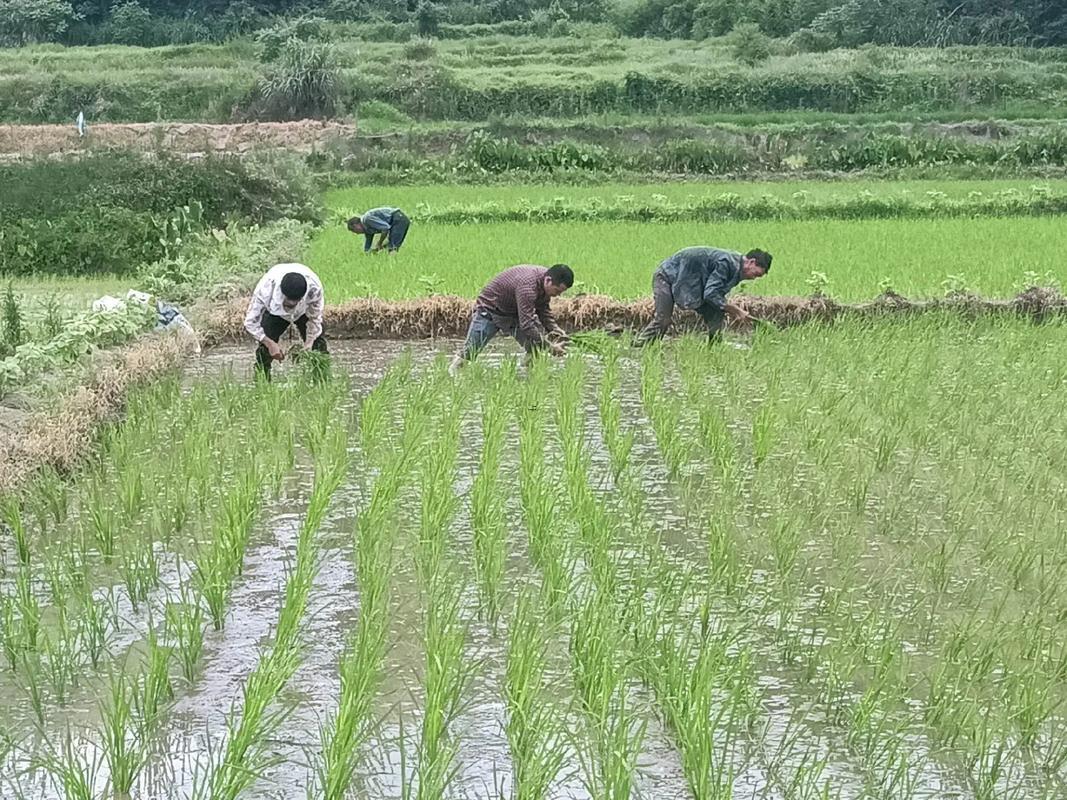 夢見稻田