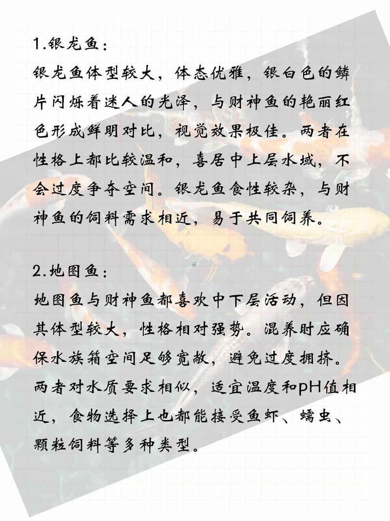 招財(cái)魚長(zhǎng)多大就不好斗了
