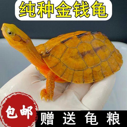 養(yǎng)招財龜好不好