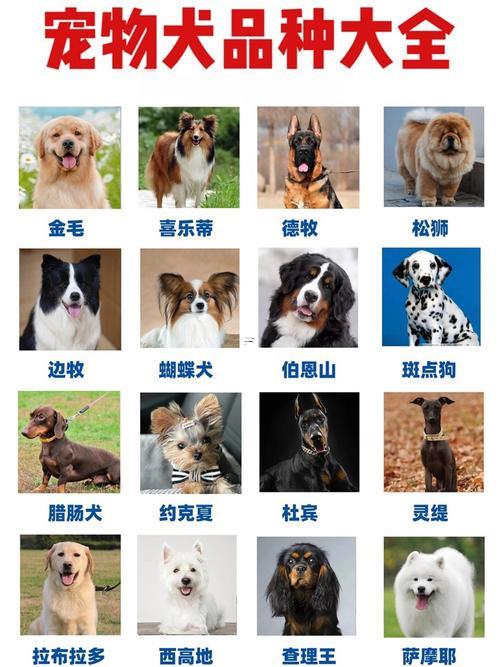 狗名字大全