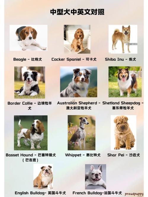 個(gè)性好聽得狗狗英文名字