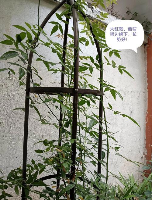 夏月吉日是哪幾天