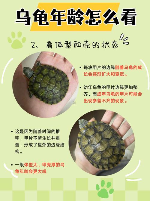 家里養(yǎng)烏龜好嗎風(fēng)水說法