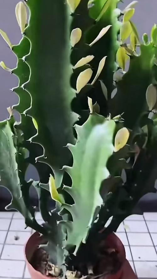 家里放何事鮮花招財(cái)