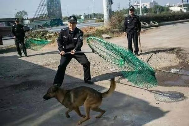 夢見殺狗是何事預(yù)兆
