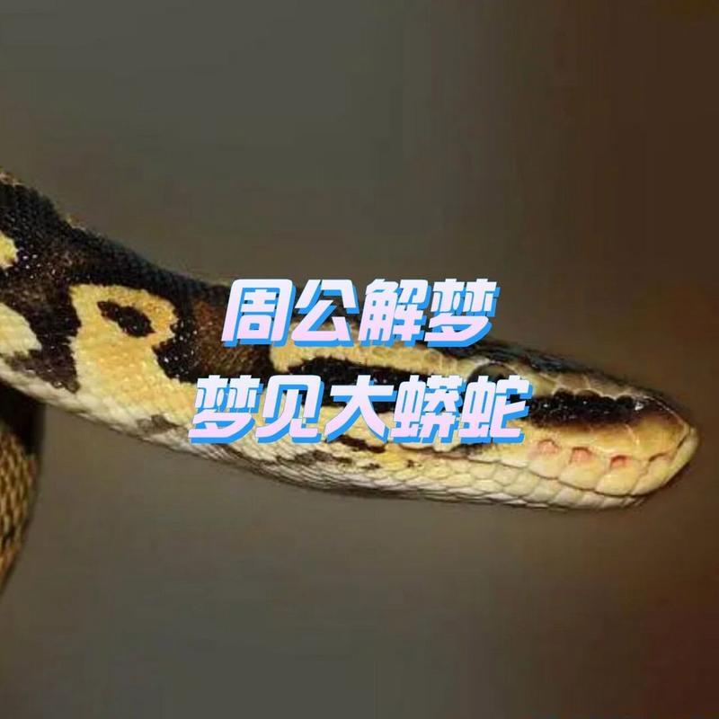 孕婦夢(mèng)見(jiàn)又粗又大的蟒蛇追自己
