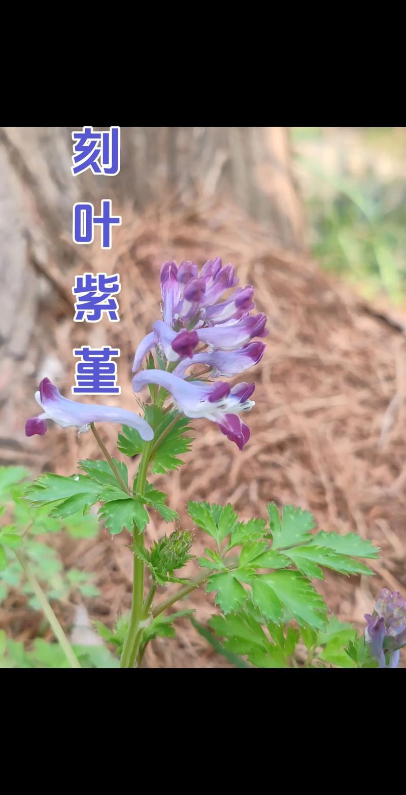 堇字五行屬何事