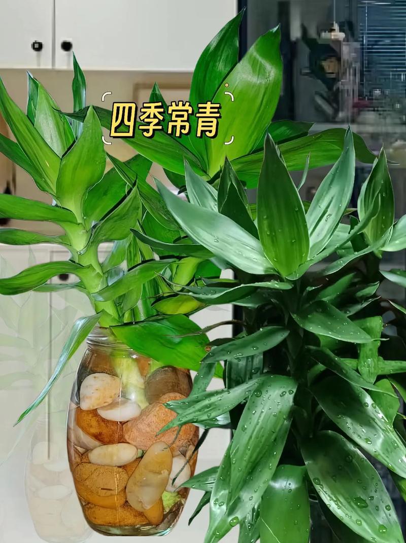 觀音竹擺放禁忌