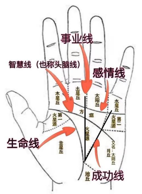 女人同男人手相相似