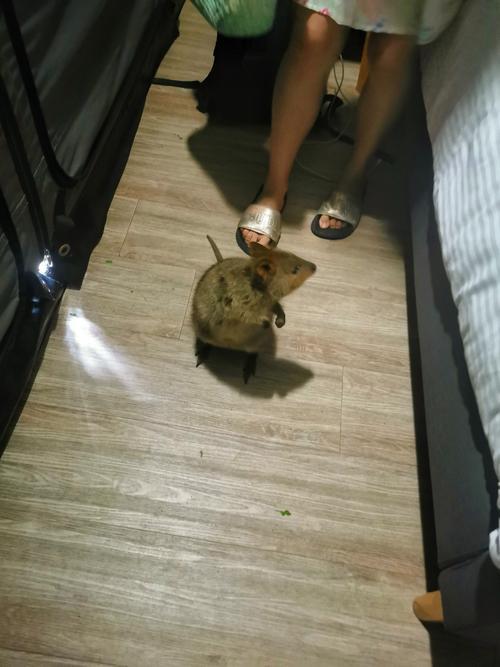 夢(mèng)見有老鼠跑出來被打死