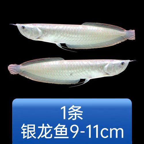 招財(cái)咬龍魚(yú)怎么辦