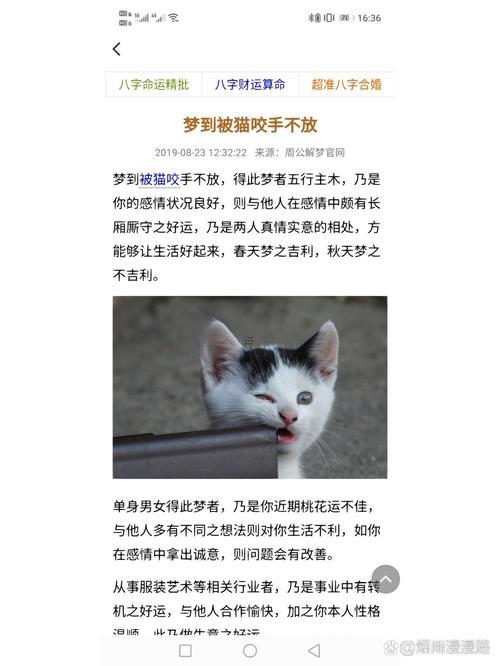 男人夢見貓好不好