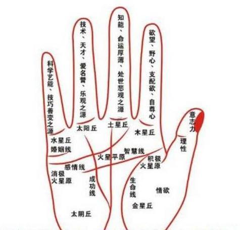 看掌心算命運