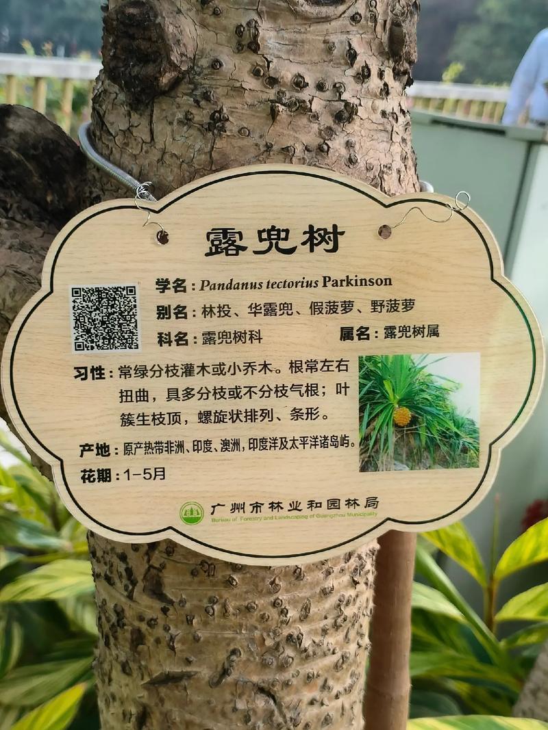 好聽(tīng)得樹(shù)得名字