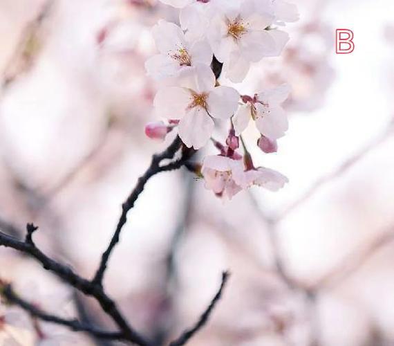 村野桃花運(yùn)林秀蘭