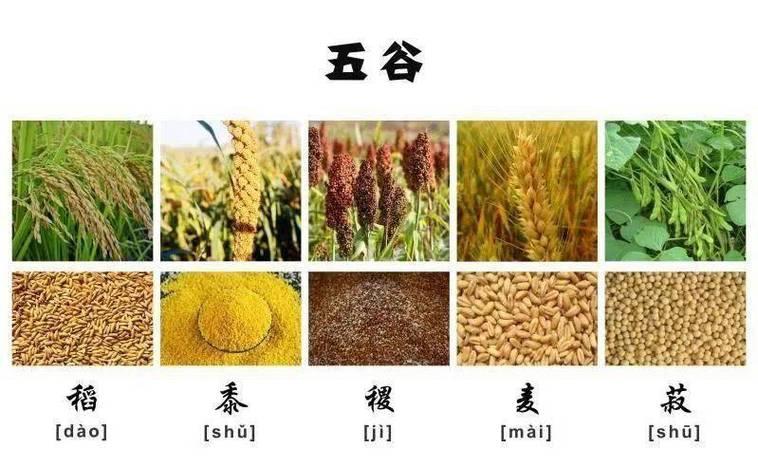 菽是什么東西東西