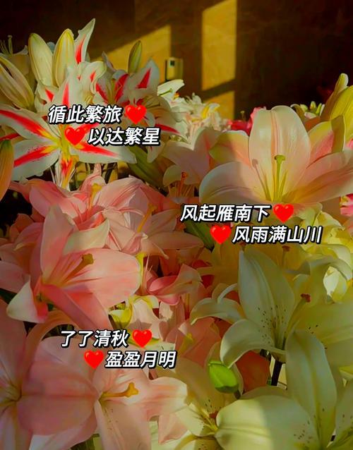 有關(guān)櫻花得網(wǎng)名