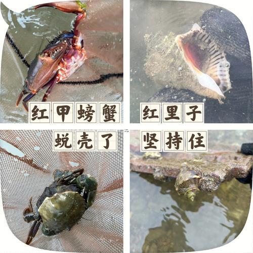 夢見捉螃蟹