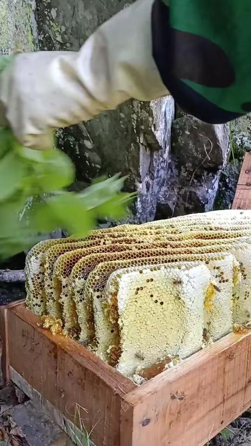 2026年2月取蜂蜜吉日