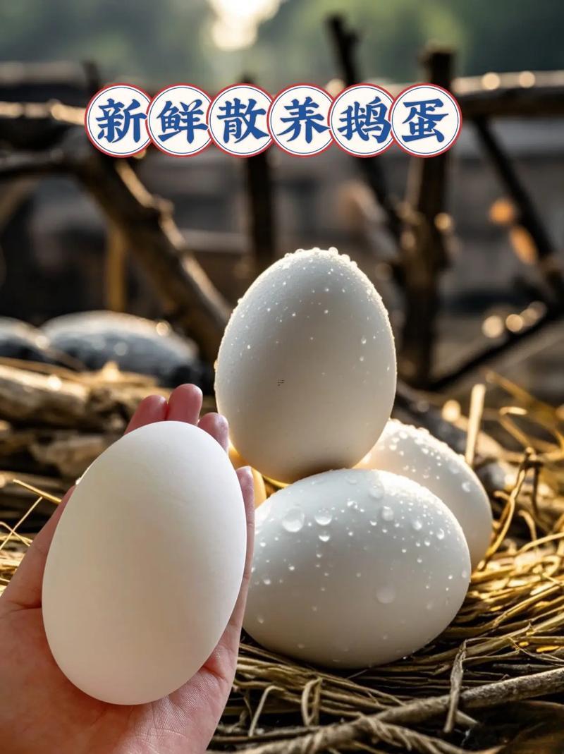 夢見撿鵝蛋