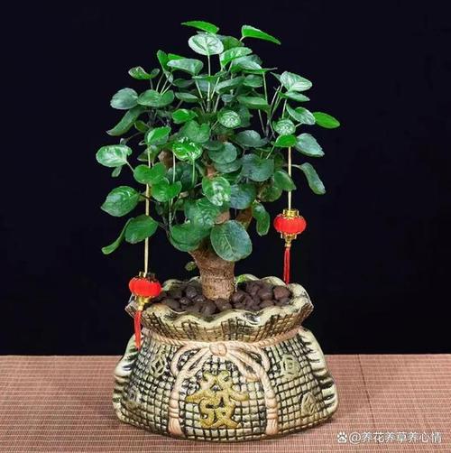 財(cái)位上放植物沒有養(yǎng)好