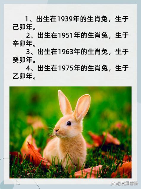 屬兔的有哪部分年份