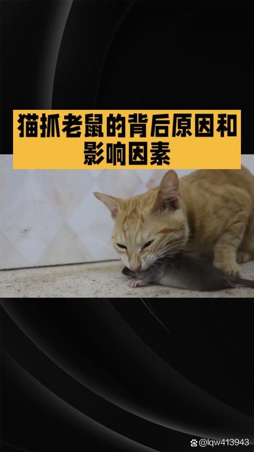 夢見貓抓老鼠