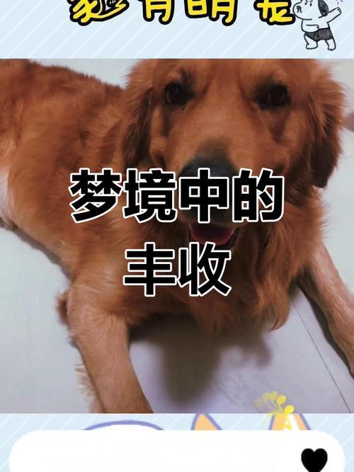 夢(mèng)見(jiàn)撿了個(gè)小女孩