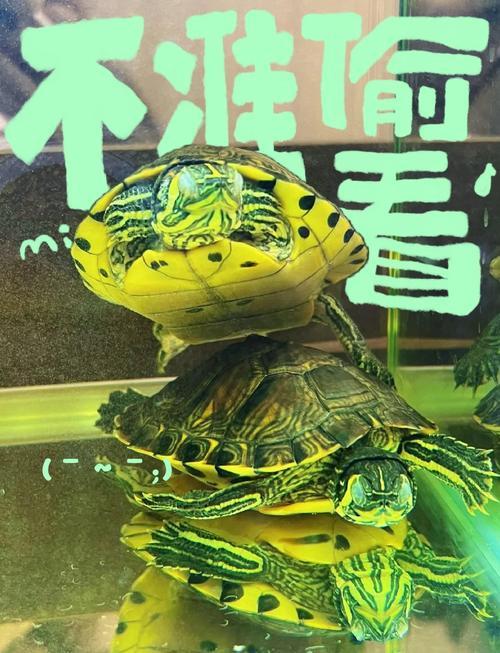 夢到蛤蟆