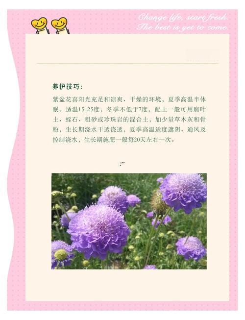 夢見栽花