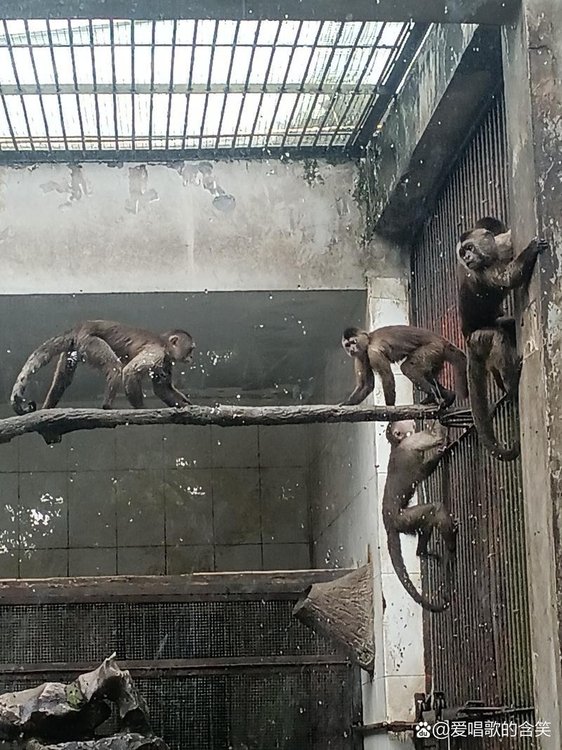 夢見狠多猴子
