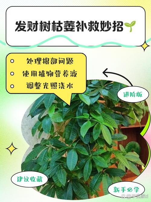 招財(cái)樹葉子全枯了