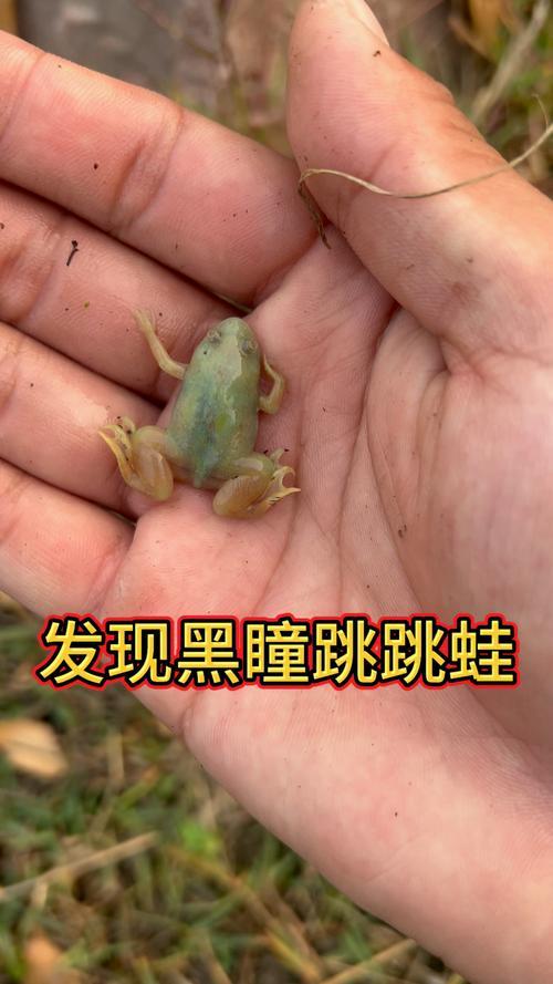 夢見小青蛙