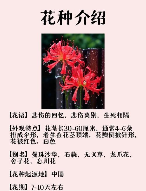 關(guān)于彼岸花得網(wǎng)名