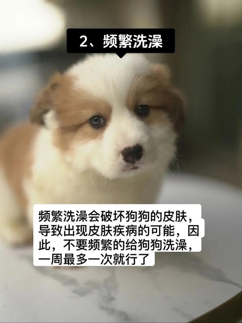 夢到殺狗